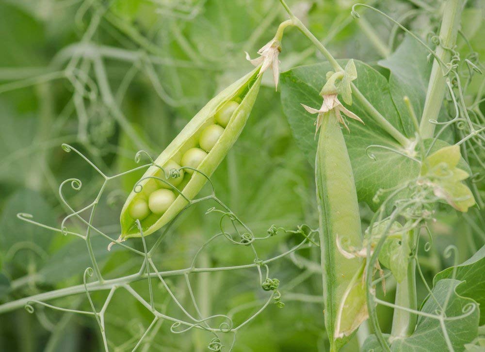Organic Green Split Peas