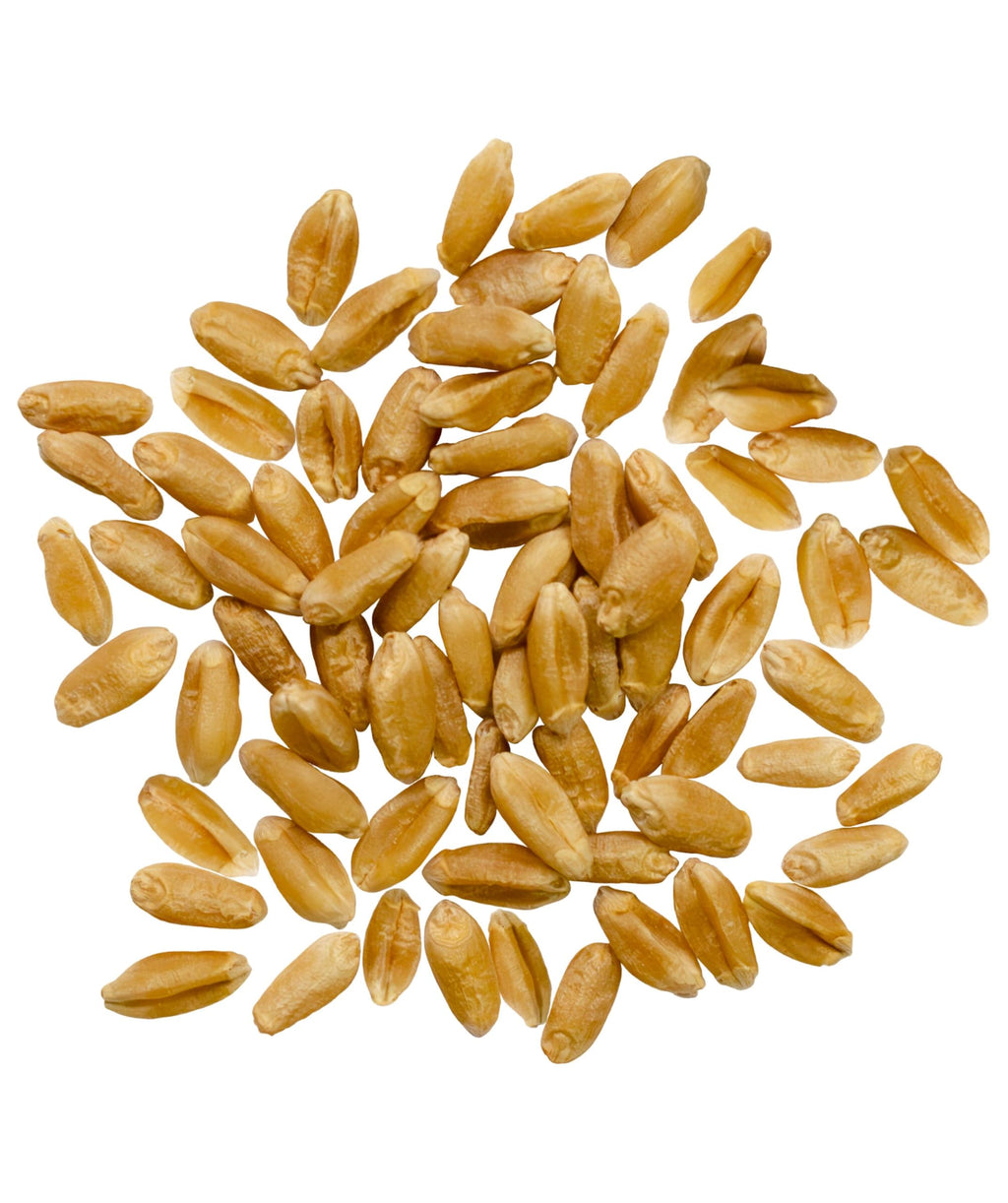 Hard Spring Wheat Berries Glyphosate Residue Free Non GMO 36 lbs