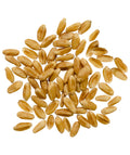 Hard Spring Wheat Berries Glyphosate Residue Free Non GMO 36 lbs