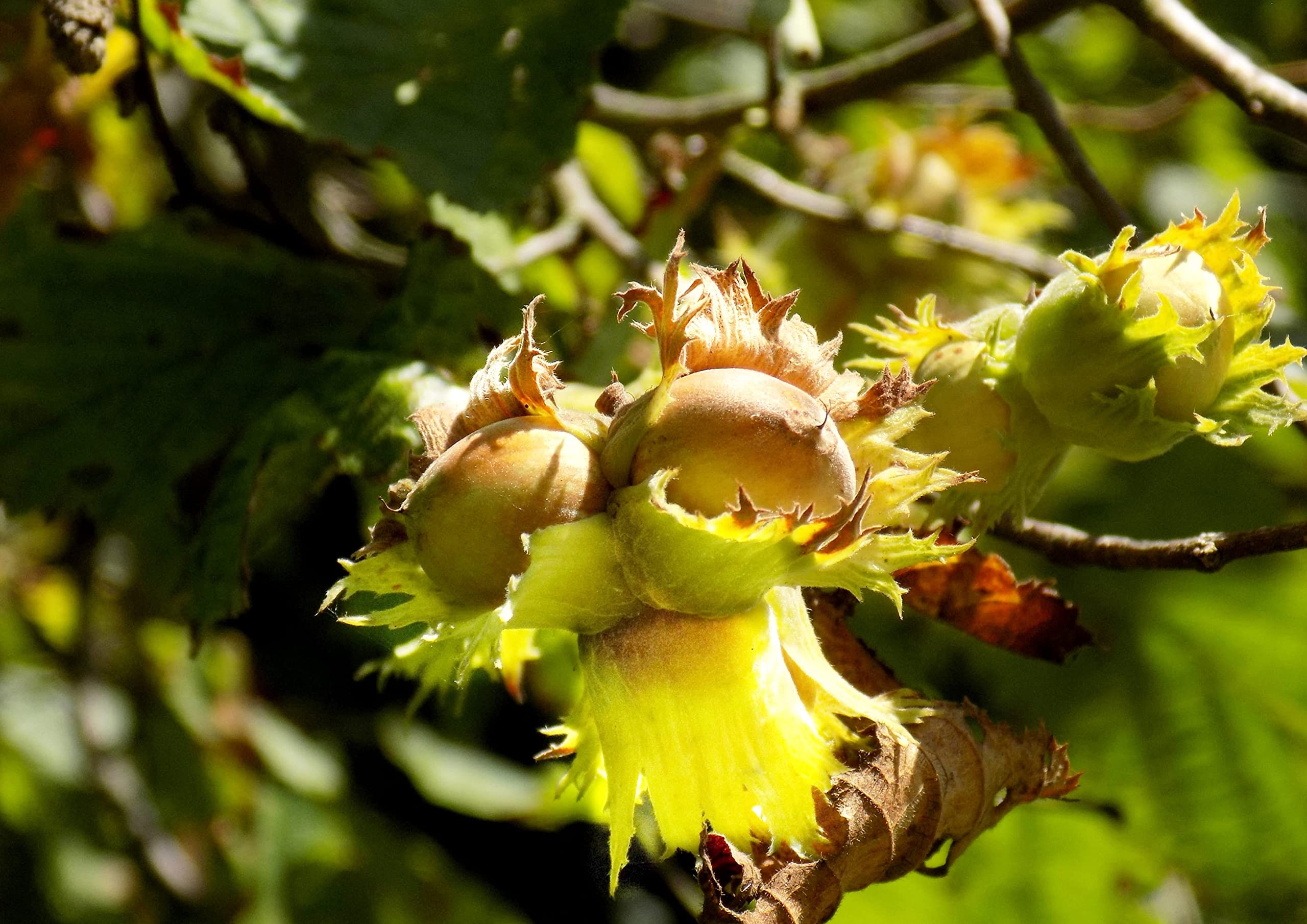 Organic Blanched Hazelnuts Raw Whole Unsalted Bulk