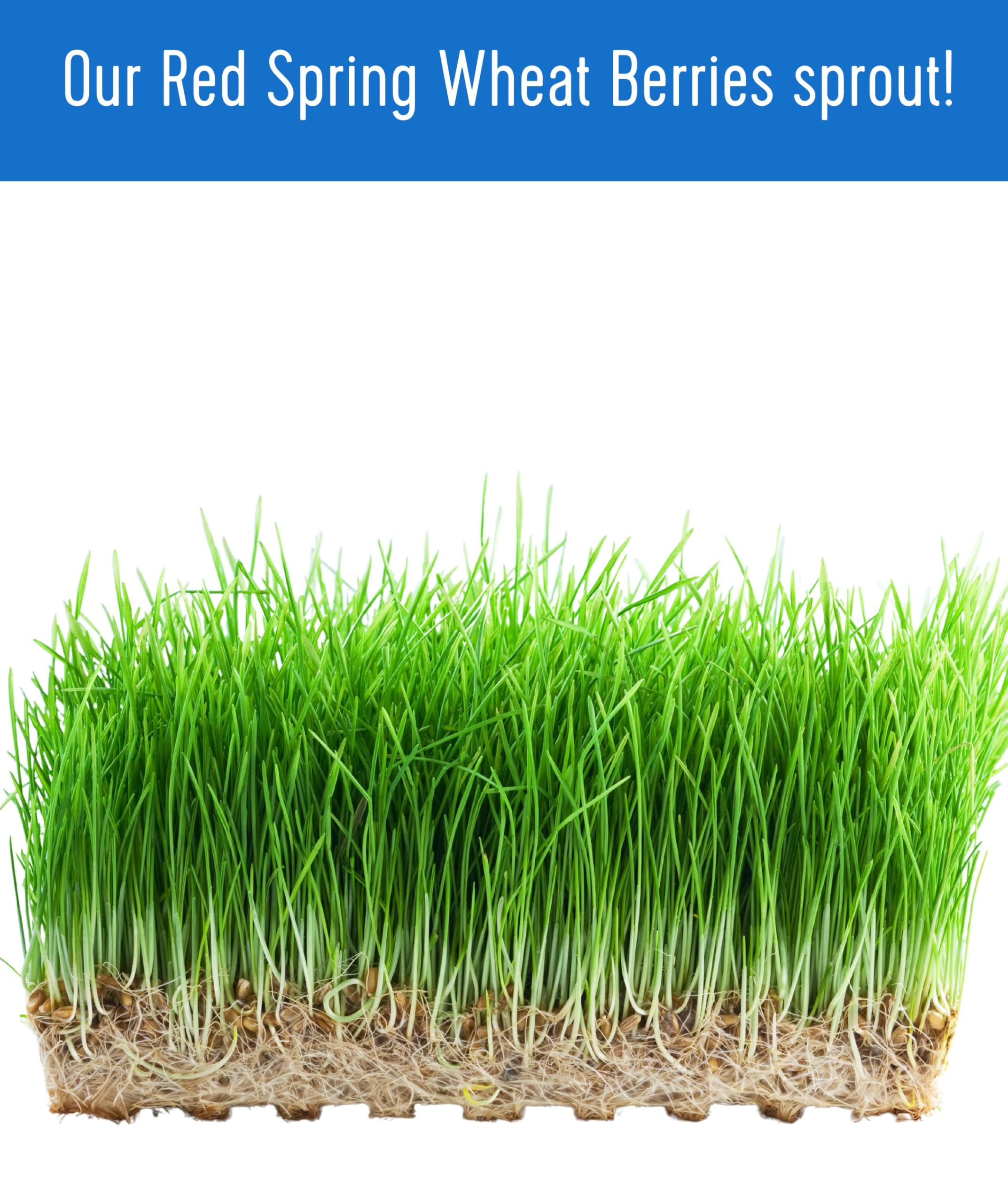 Hard Spring Wheat Berries Glyphosate Residue Free Non GMO 36 lbs